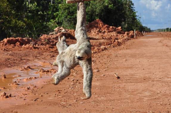 Ajudando o bicho-preguiça a cruzar a estrada, no trecho inicial da BR-319, rodovia que liga Manaus à Porto Velho